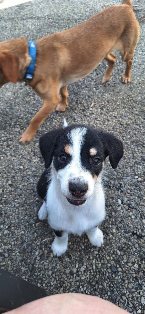 STOOGES : MOE - Australian Shepherd / Terrier available for adoption