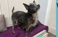 Lil Duke - Photo 3