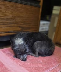 Lil Duke - Photo 3
