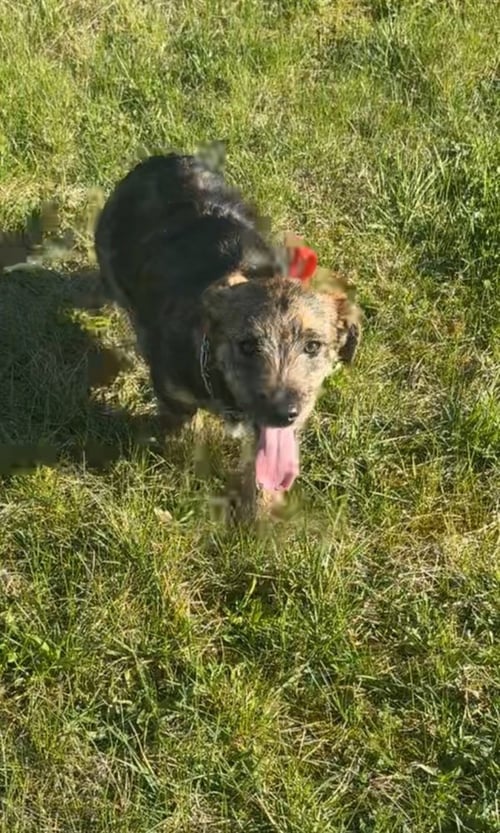 WEDNESDAY SURPRISE : GOOFY - Wheaten Terrier / Labrador Retriever available for adoption