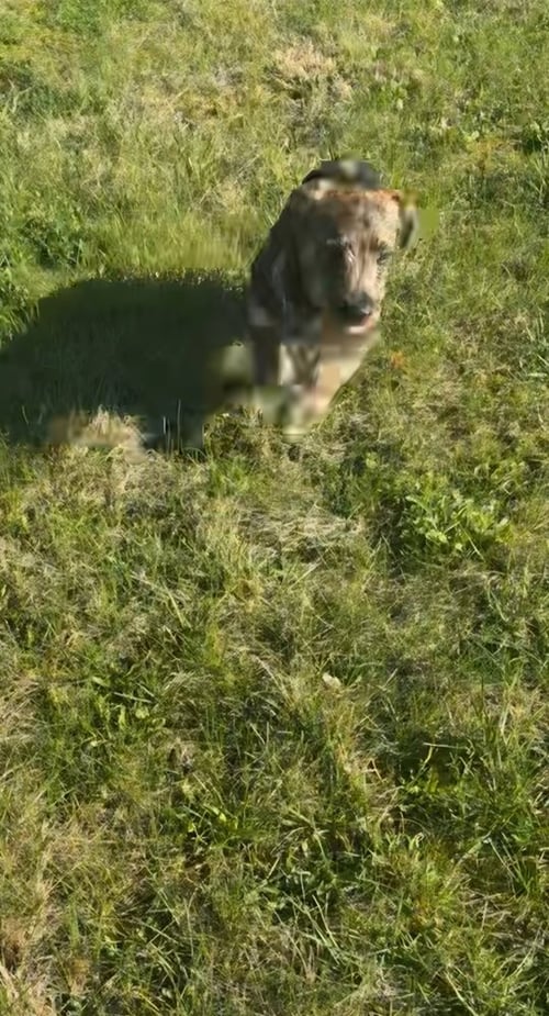 WEDNESDAY SURPRISE : GOOFY - Wheaten Terrier / Labrador Retriever available for adoption