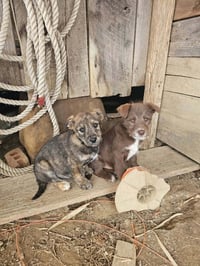 Wednesday Surprise : Goofy - Photo 3