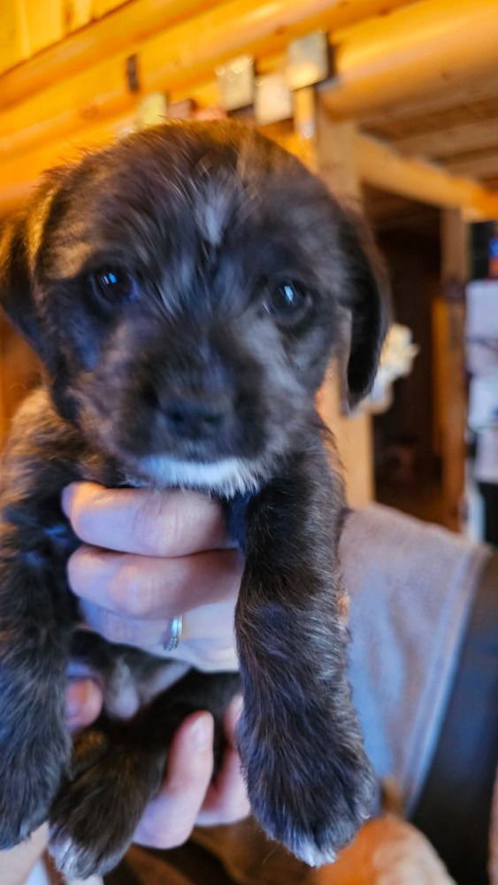 NATURE CREW : STORM - Dachshund / Beagle available for adoption