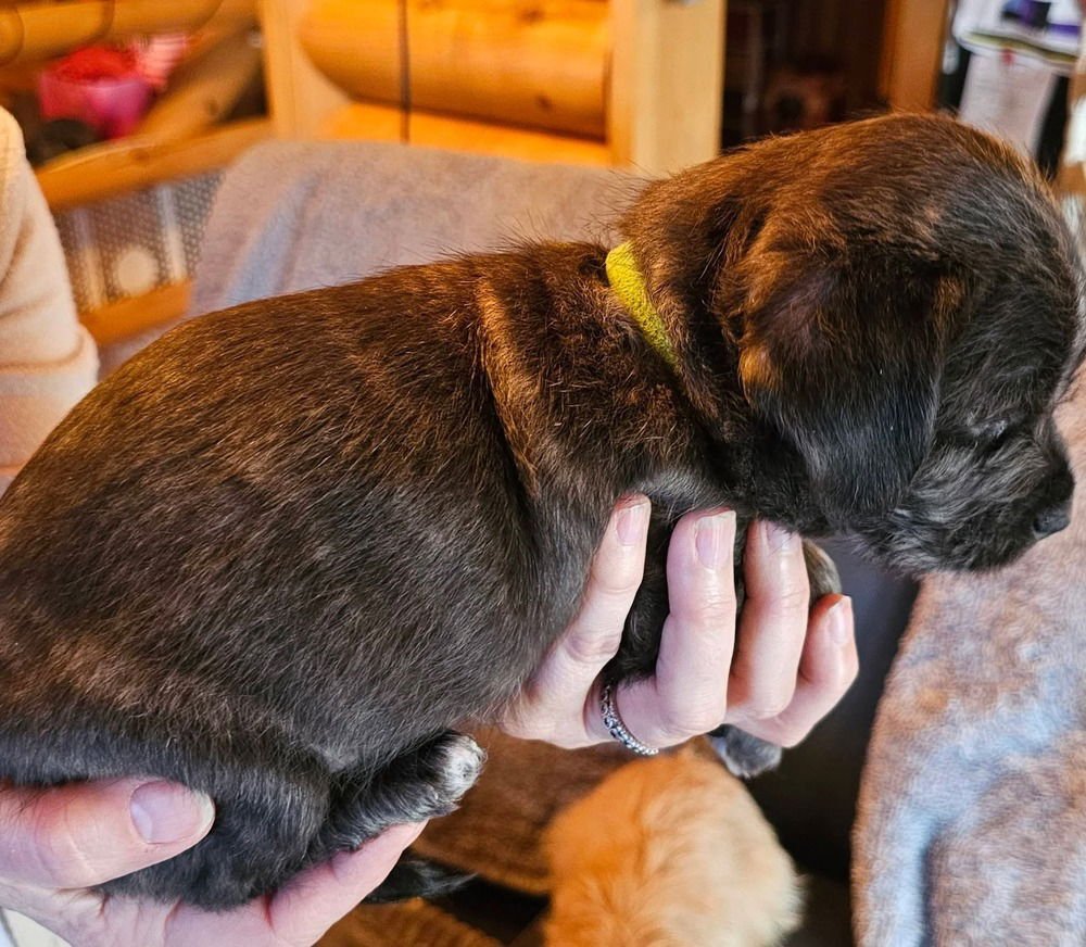 NATURE CREW : STORM - Dachshund / Beagle available for adoption