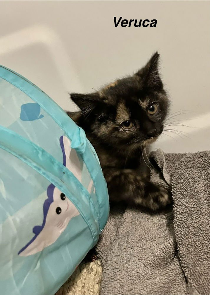 WONKA KITTIES : VERUCA - Domestic Short Hair available for adoption