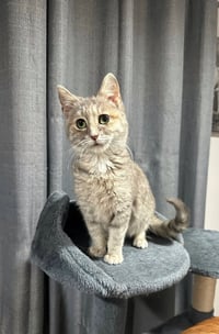 Veronica Kitty - Photo 1