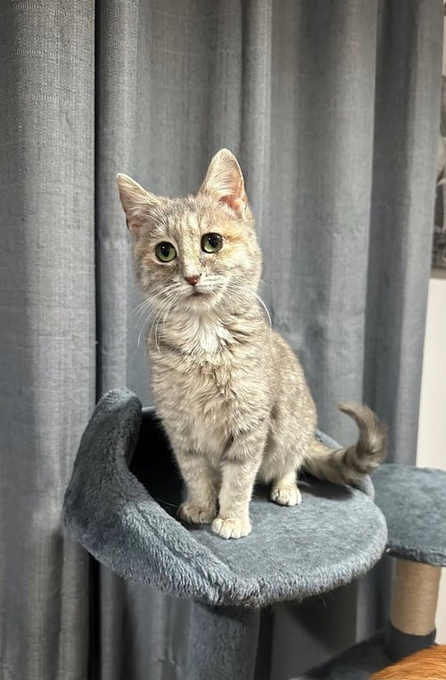 VERONICA KITTY - Domestic Short Hair / Domestic Short Hair available for adoption