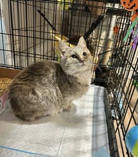 Veronica Kitty - Photo 2