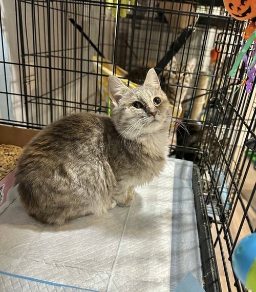 VERONICA KITTY - Domestic Short Hair / Domestic Short Hair available for adoption