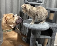 Veronica Kitty - Photo 3