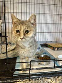 Veronica Kitty - Photo 4