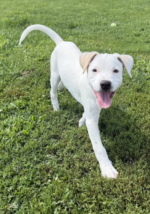DELAWARE : LINCOLN - Labrador Retriever / Beagle available for adoption