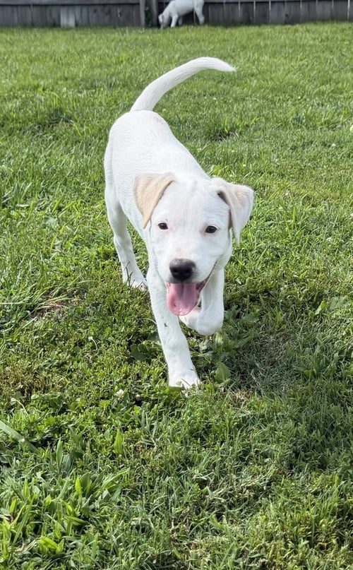 DELAWARE : LINCOLN - Labrador Retriever / Beagle available for adoption