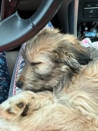 Baby Chips : Alvin - Photo 1