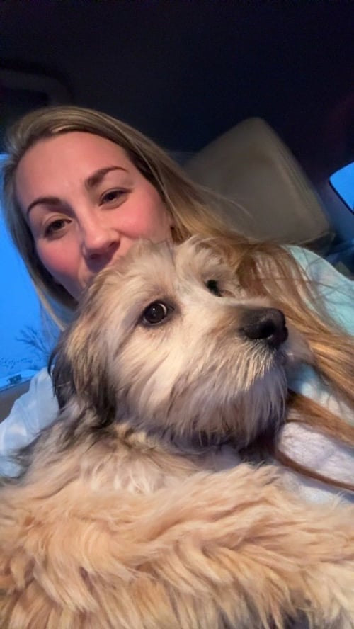 BABY CHIPS : ALVIN - Maltese / Border Collie available for adoption