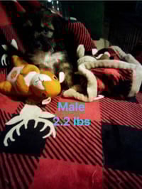 Baby Chips : Alvin - Photo 4