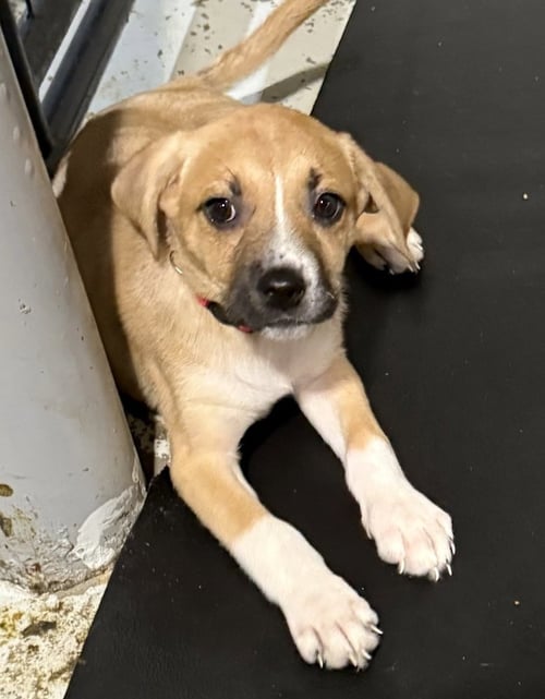 BACK TO SCHOOL : MS. KEANE - Catahoula Leopard Dog / Labrador Retriever available for adoption
