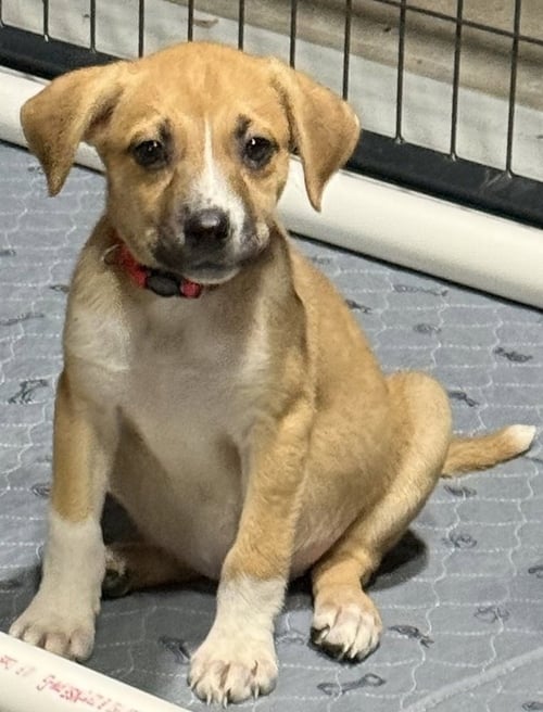 BACK TO SCHOOL : MS. KEANE - Catahoula Leopard Dog / Labrador Retriever available for adoption