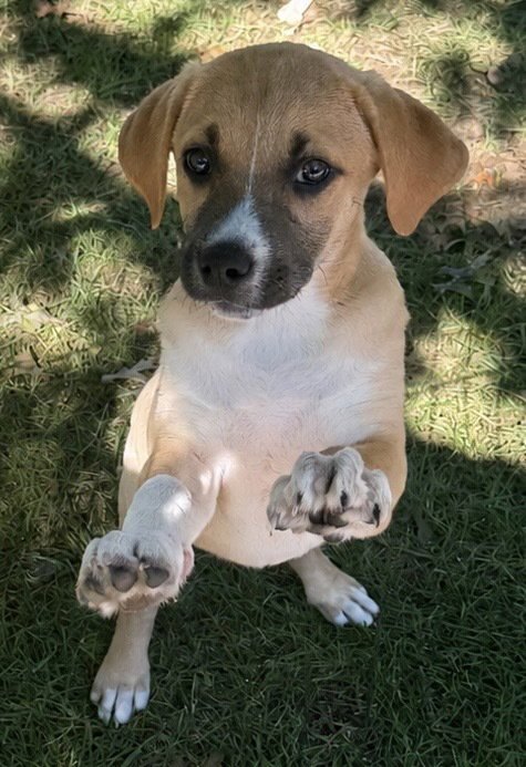 BACK TO SCHOOL : MS. KEANE - Catahoula Leopard Dog / Labrador Retriever available for adoption