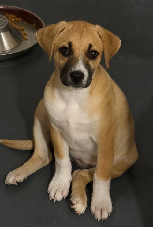 BACK TO SCHOOL : MS. KEANE - Catahoula Leopard Dog / Labrador Retriever available for adoption