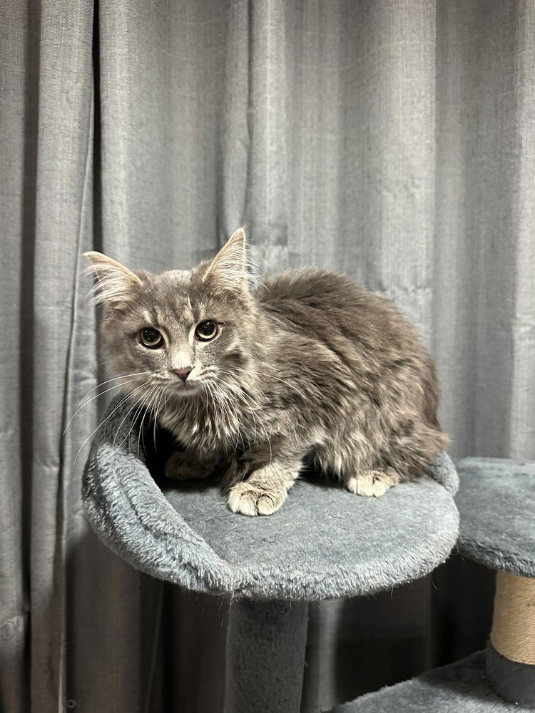 BB KITTY : TOM - Domestic Long Hair available for adoption