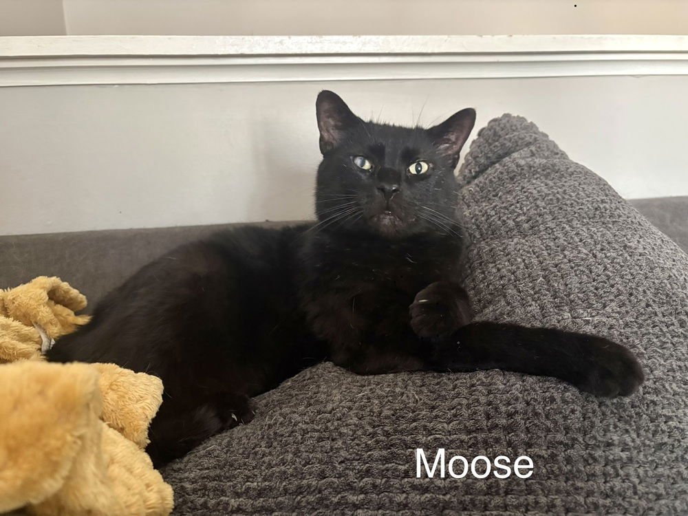 AP : MOOSE - Domestic Short Hair available for adoption