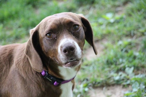 BROWNIE MC - Dachshund / Beagle available for adoption