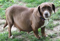 Brownie MC - Photo 2