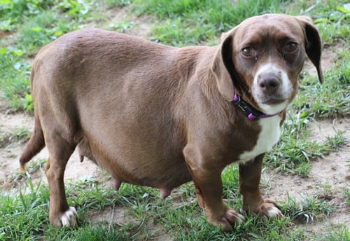 BROWNIE MC - Dachshund / Beagle available for adoption