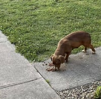 Brownie MC - Photo 3