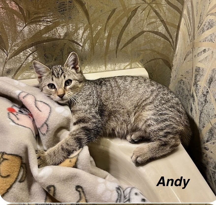 PH : ANDY KITTY - Domestic Short Hair available for adoption