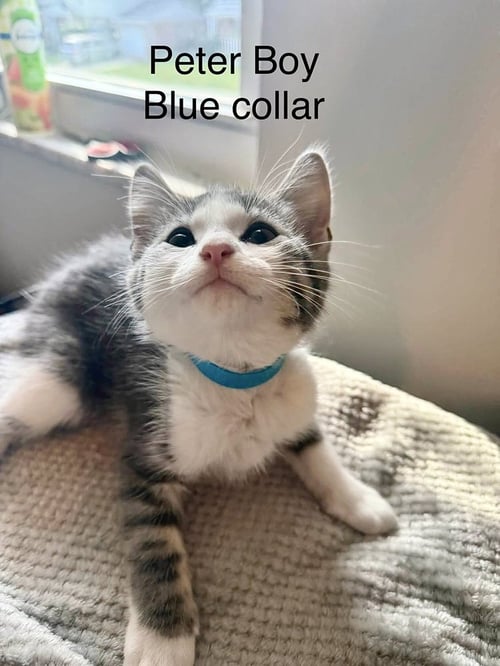 NEVERLAND KITTIES : PETER - Domestic Short Hair available for adoption