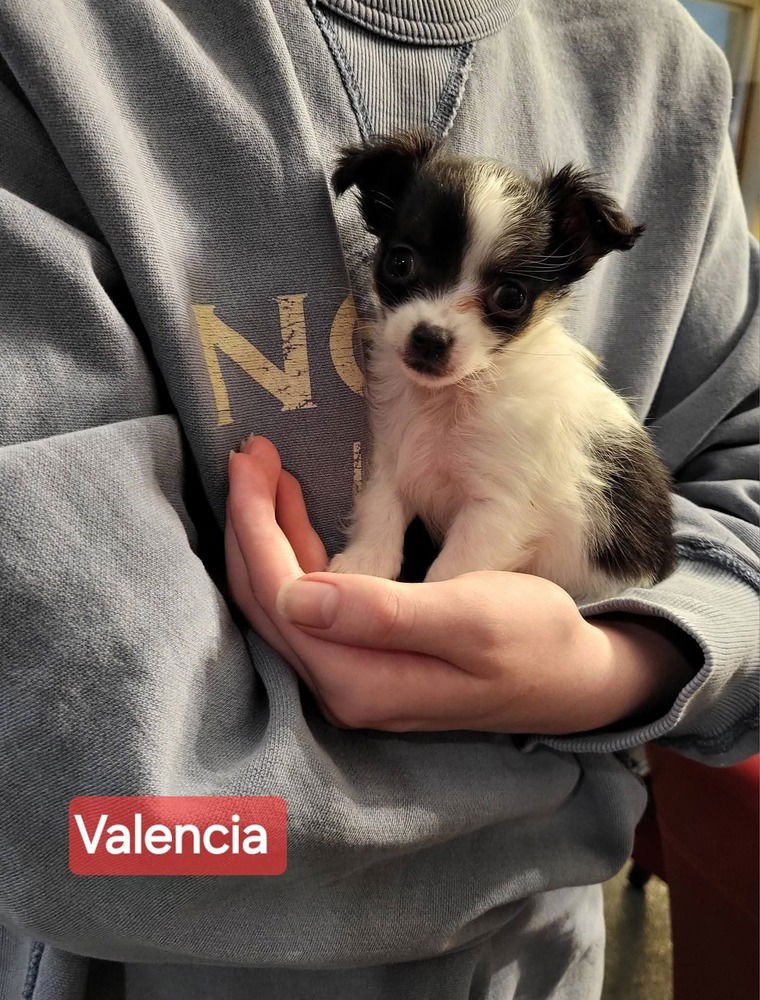 ORANGES : VALENCIA - Chihuahua / Dachshund available for adoption