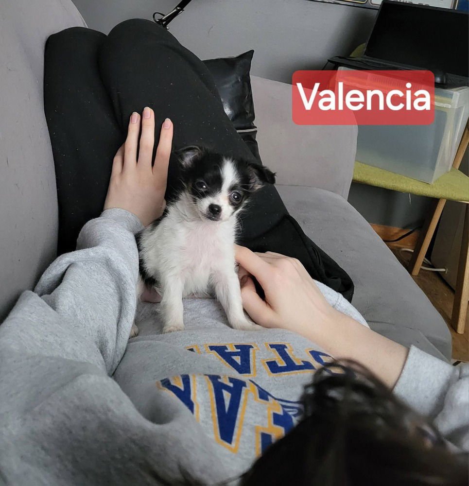 ORANGES : VALENCIA - Chihuahua / Dachshund available for adoption