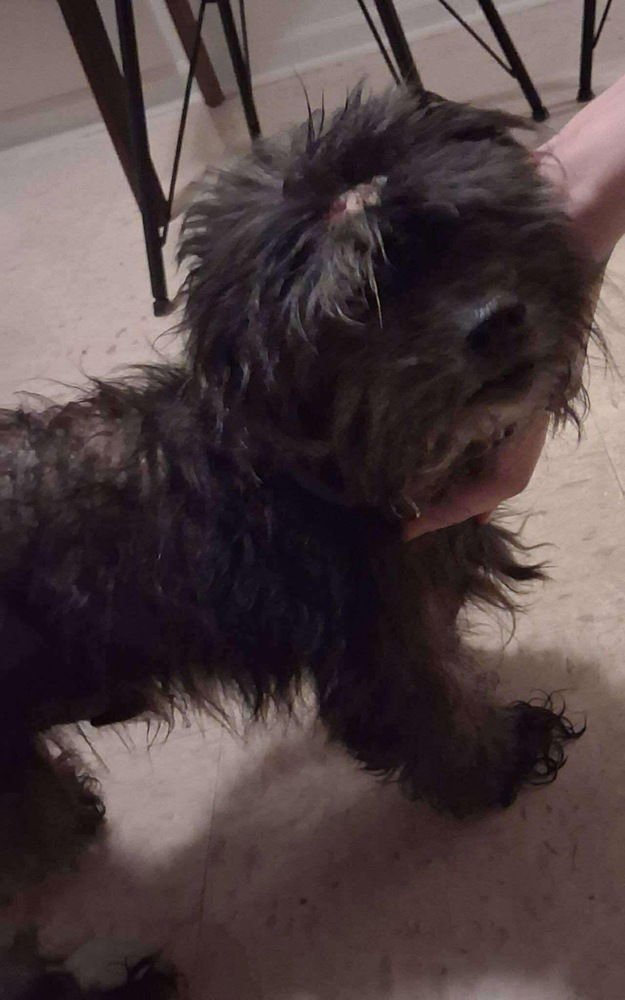 BARNEY TZU - Shih Tzu available for adoption