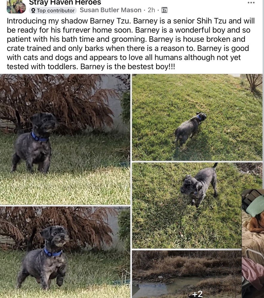BARNEY TZU - Shih Tzu available for adoption