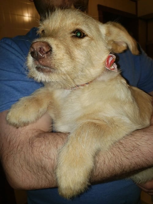 WEDNESDAY SURPRISE : SCOOTER - Wheaten Terrier / Labrador Retriever available for adoption