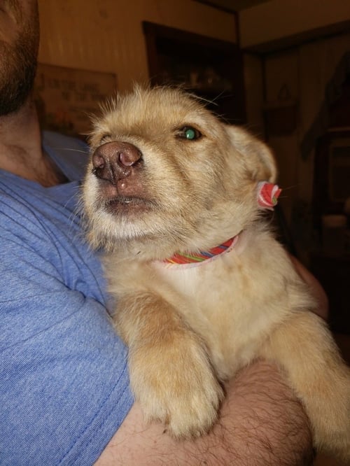 WEDNESDAY SURPRISE : SCOOTER - Wheaten Terrier / Labrador Retriever available for adoption