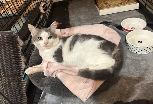TOMMY GREY - Domestic Short Hair available for adoption