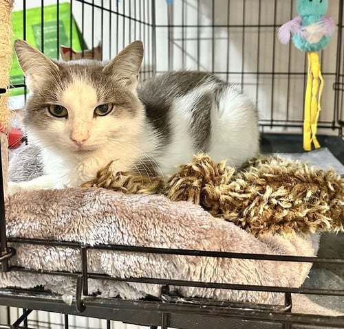 TOMMY GREY - Domestic Short Hair available for adoption