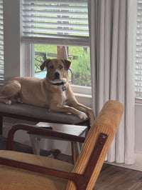 Red River Gorgies : Brutus (Oxley) - Photo 2