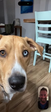 Red River Gorgies : Brutus (Oxley) - Photo 3