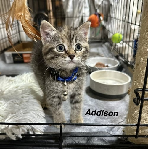 ZOMBIE KITTIEZ : ADDISON