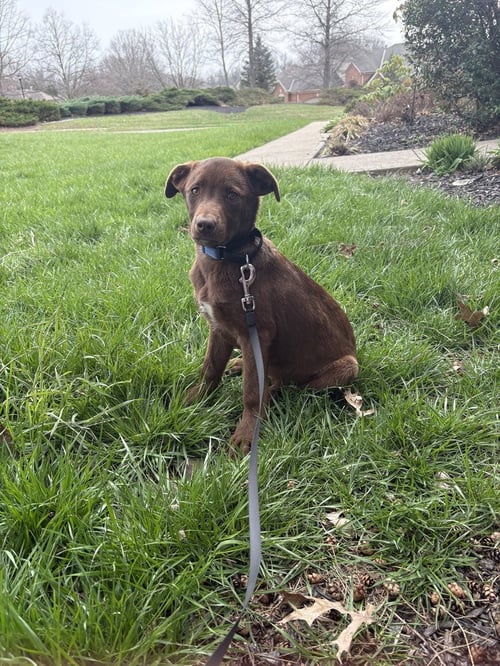 WEDNESDAY SURPRISE : BLAIR - Wheaten Terrier / Labrador Retriever available for adoption