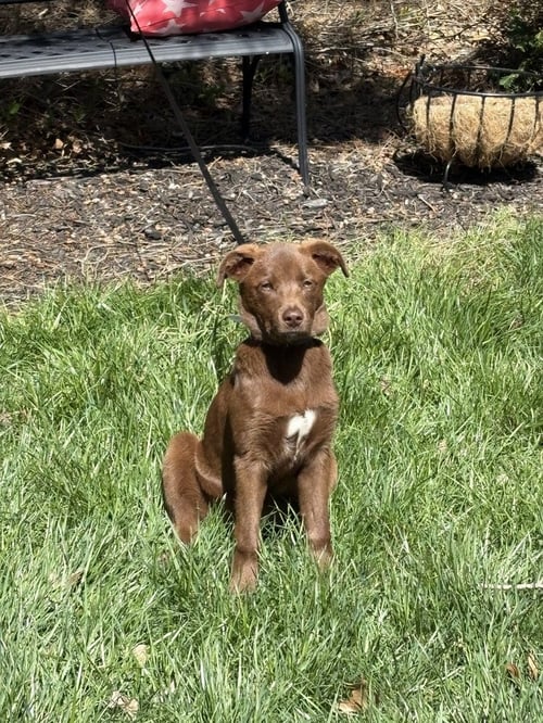 WEDNESDAY SURPRISE : BLAIR - Wheaten Terrier / Labrador Retriever available for adoption