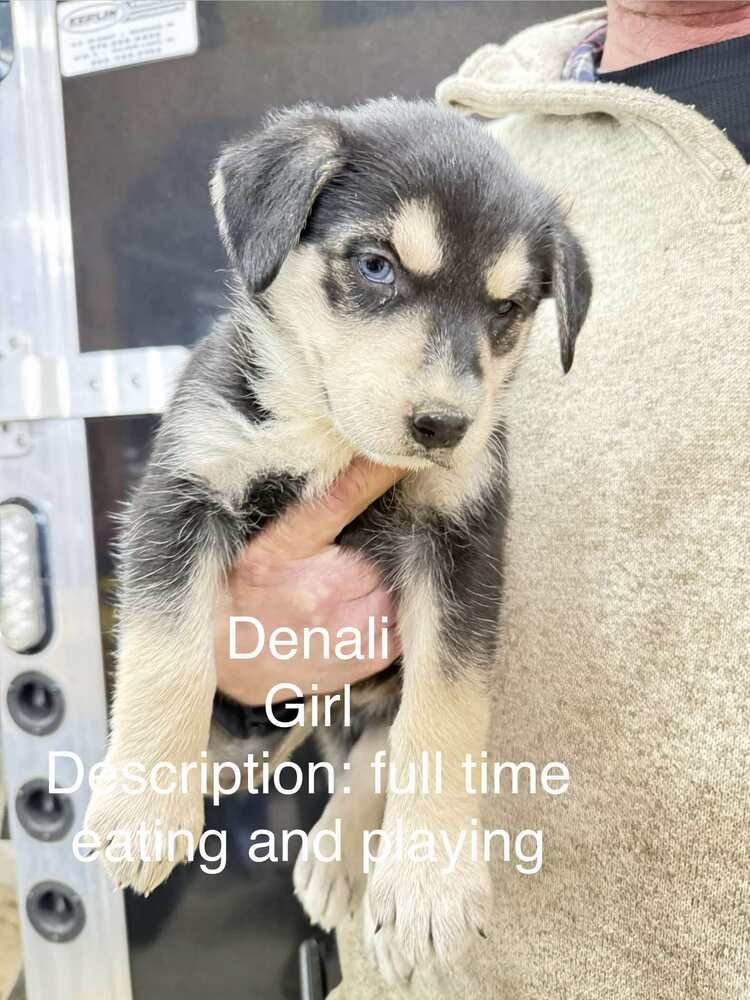 ARTIC PAWS : DENALI - German Shepherd Dog / Husky available for adoption