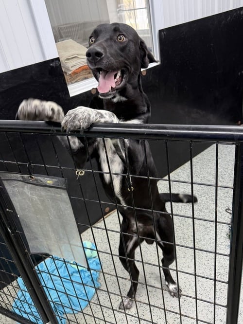 RC ARCHIE - Labrador Retriever / Pointer available for adoption