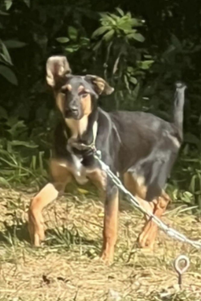 NORSE GIRLS : HELA - German Shepherd Dog / Terrier available for adoption