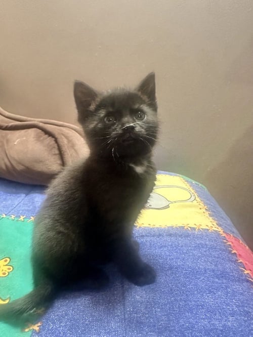 KITTY CHEFS : GIADA - Domestic Short Hair available for adoption