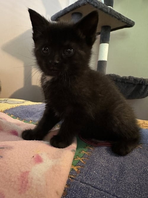 KITTY CHEFS : GIADA - Domestic Short Hair available for adoption